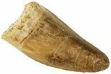 Serrated, Juvenile Carcharodontosaurus Tooth #214408-1